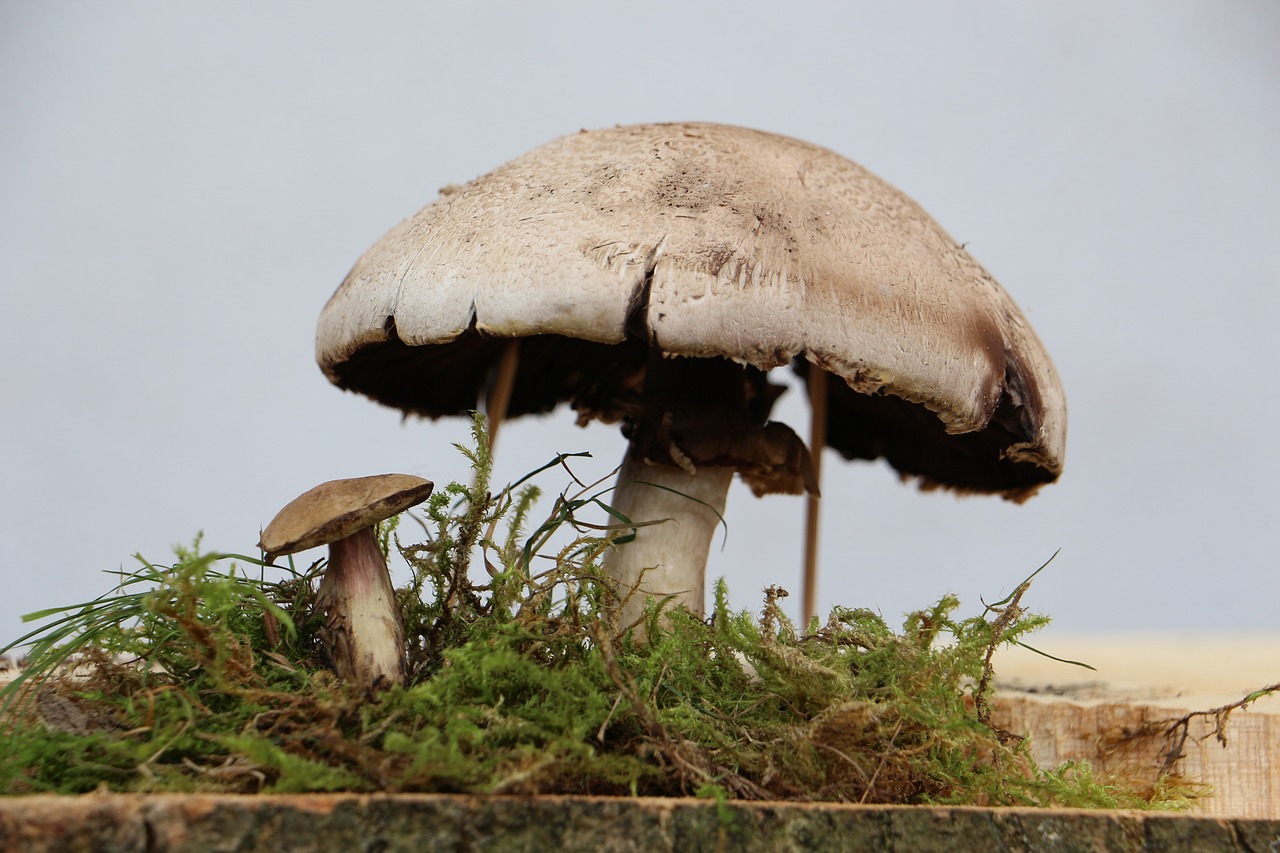 mushrooms nature close free photo