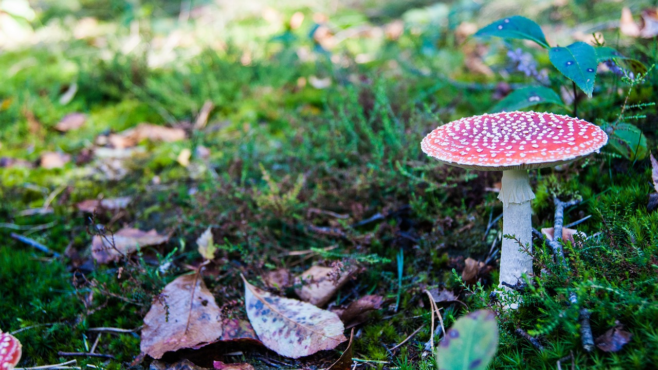 mushrooms forest outdoor free photo