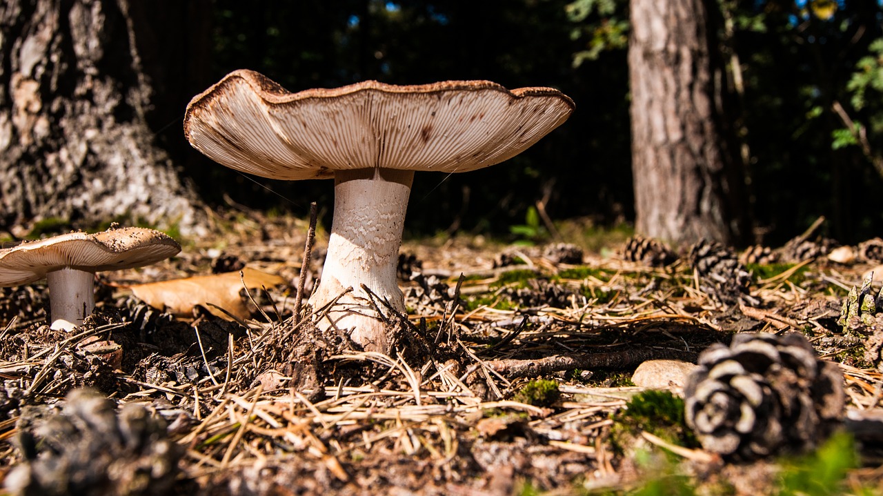 mushrooms forest outdoor free photo