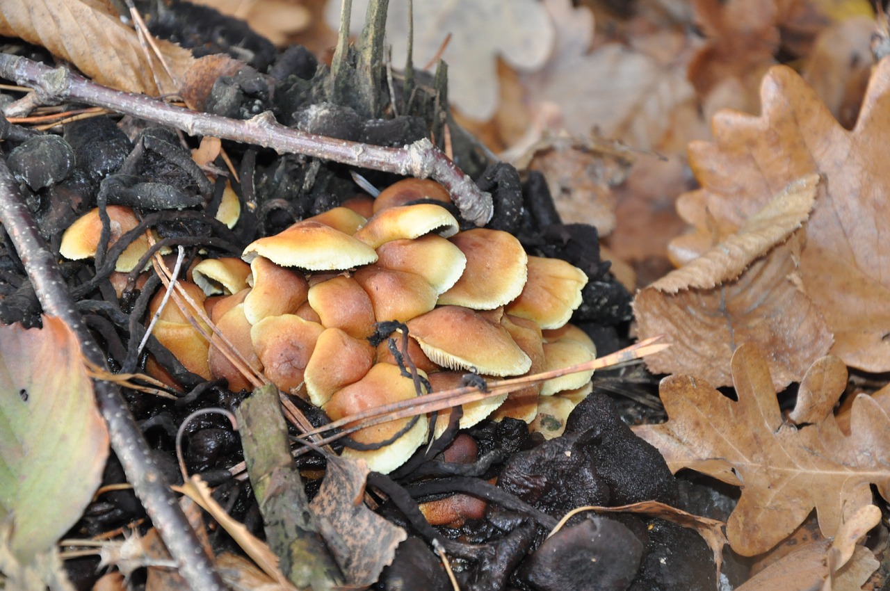 mushrooms autumn foliage free photo