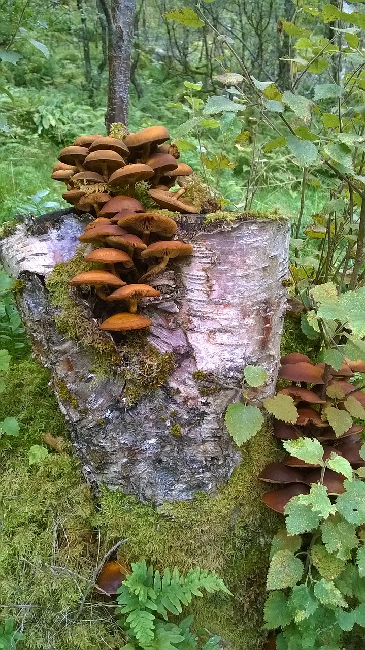 mushrooms trunk nature free photo