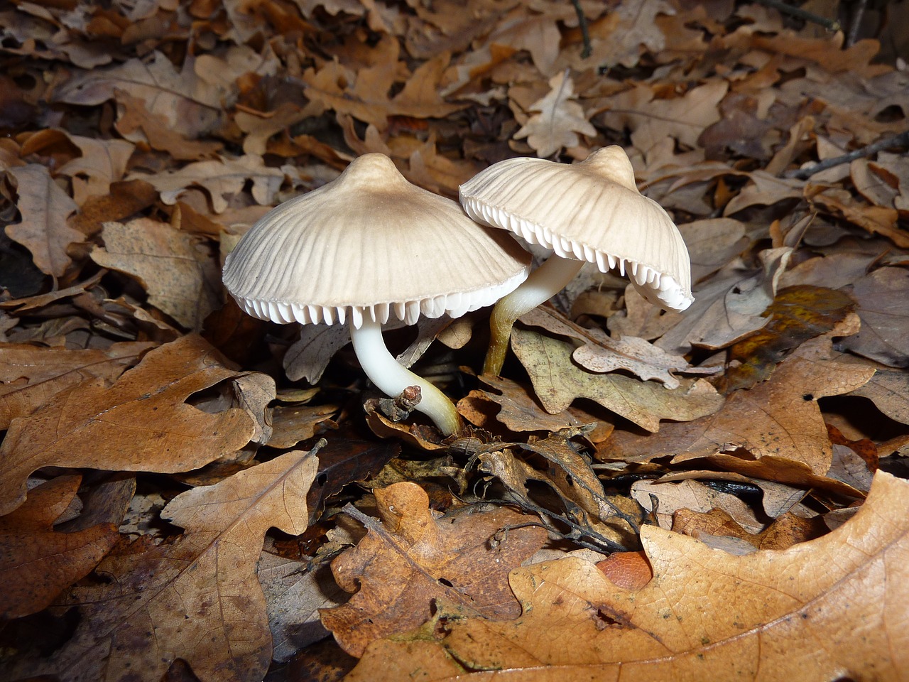 mushrooms irina nature free photo