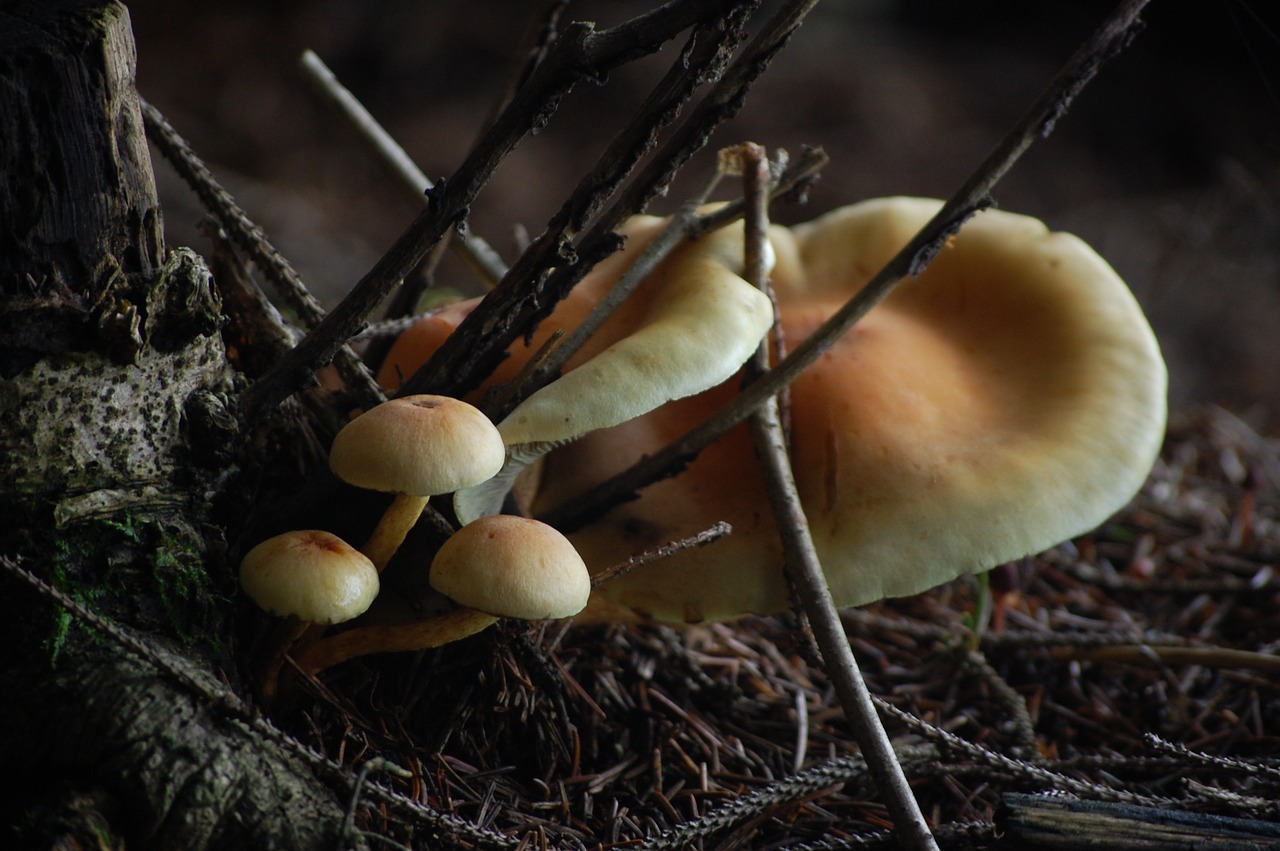 mushrooms nature forest free photo