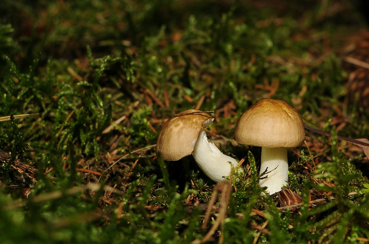 mushrooms brown autumn free photo