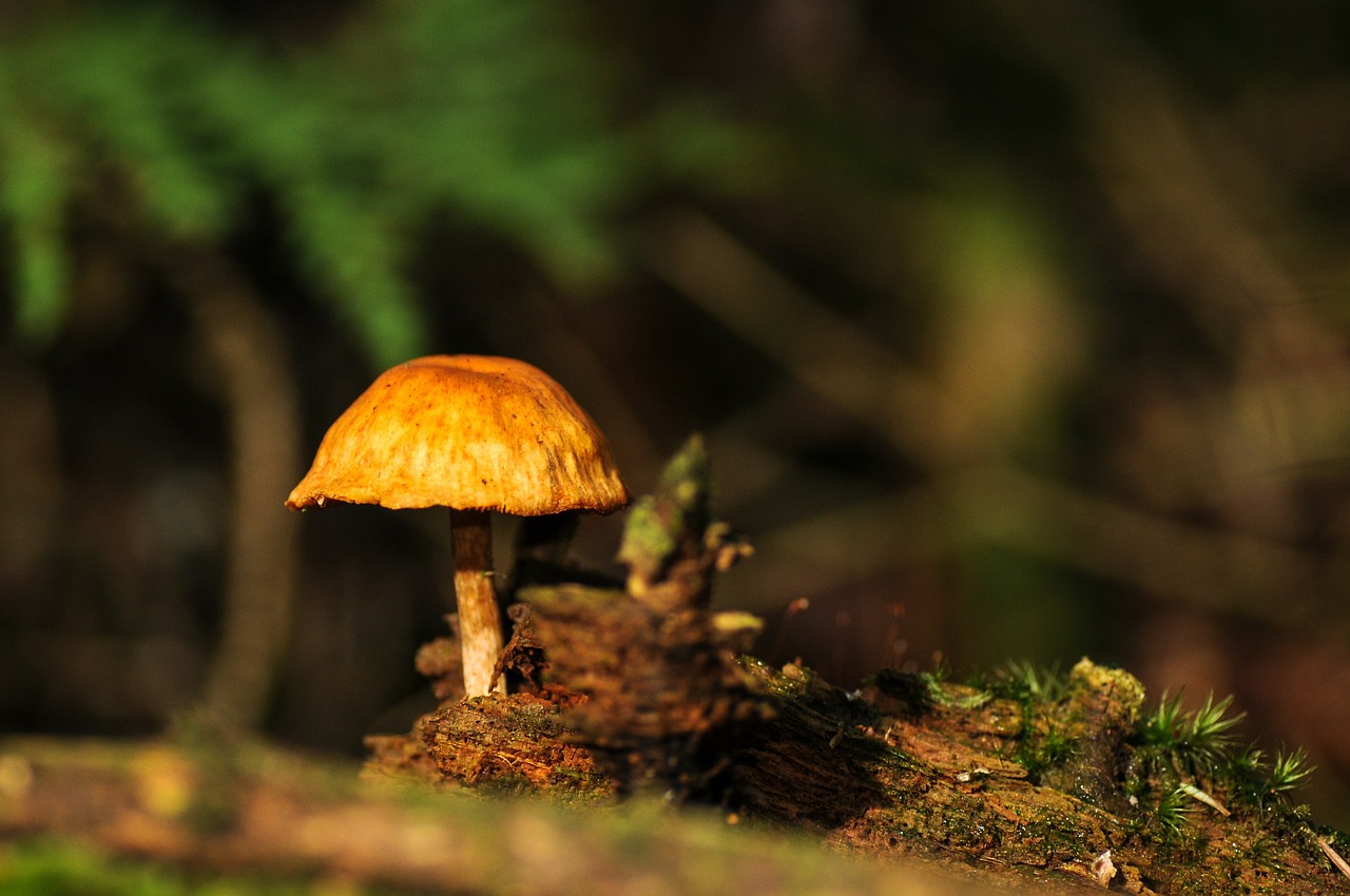 mushrooms forest forest floor free photo
