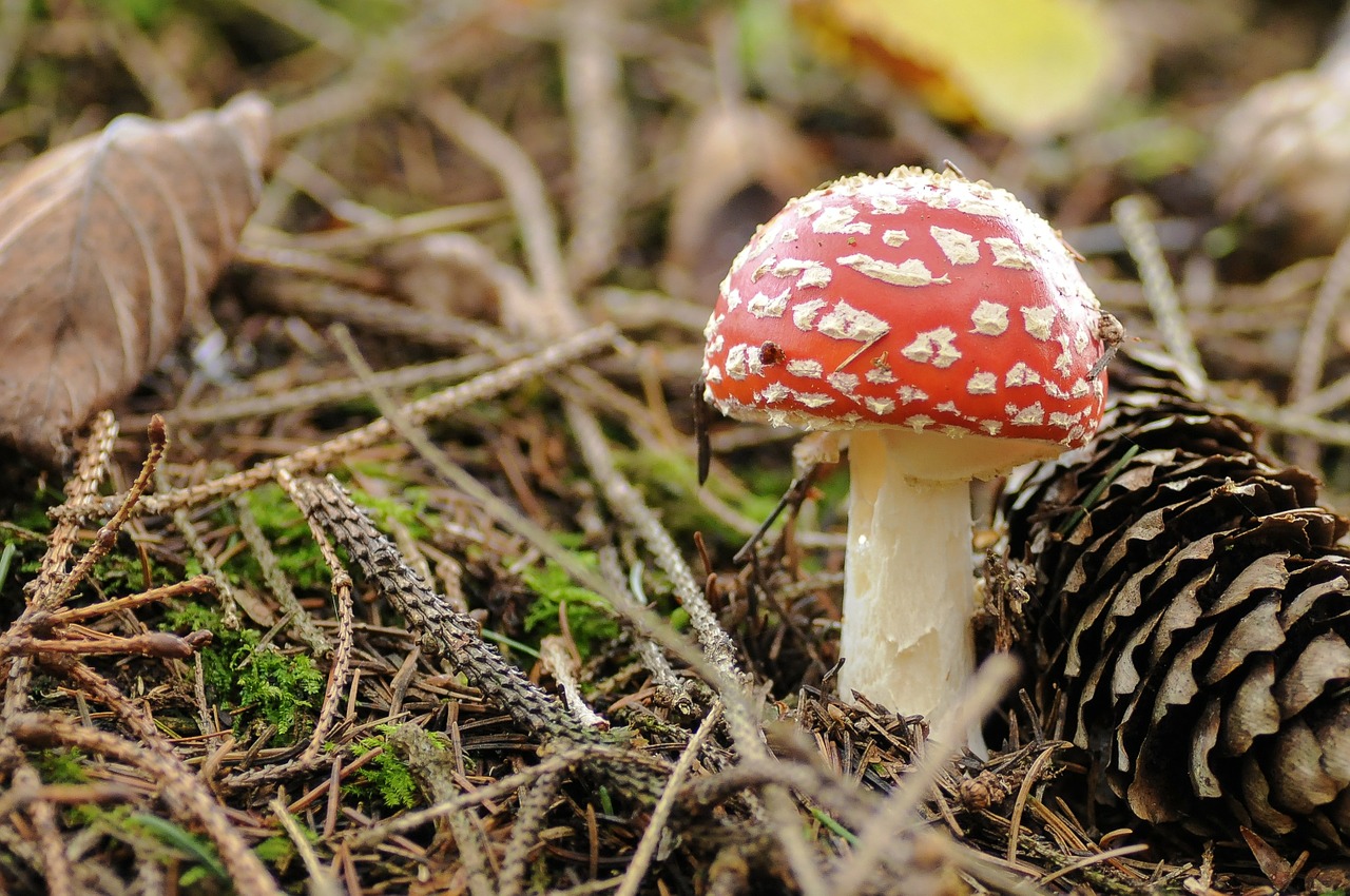 mushrooms forest forest floor free photo