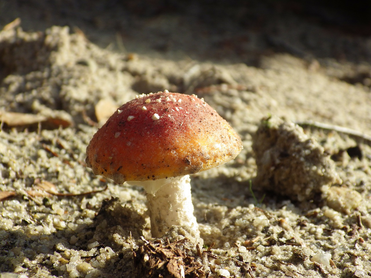 mushrooms autumn beach free photo