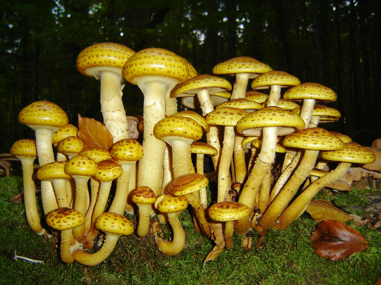 mushrooms bavarian forest plant free photo