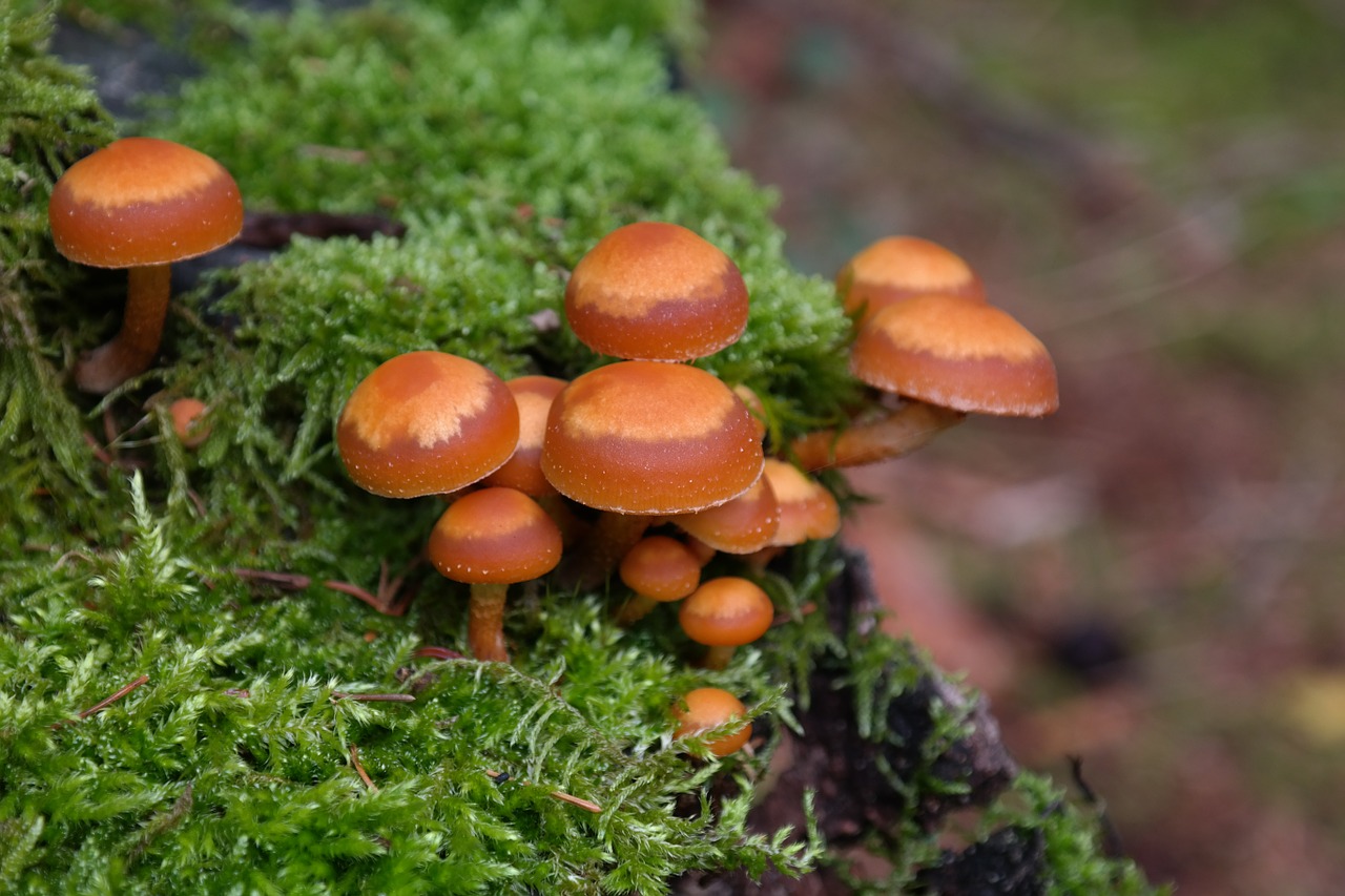 mushrooms wicked nameko kuehneromyces mutabilis free photo