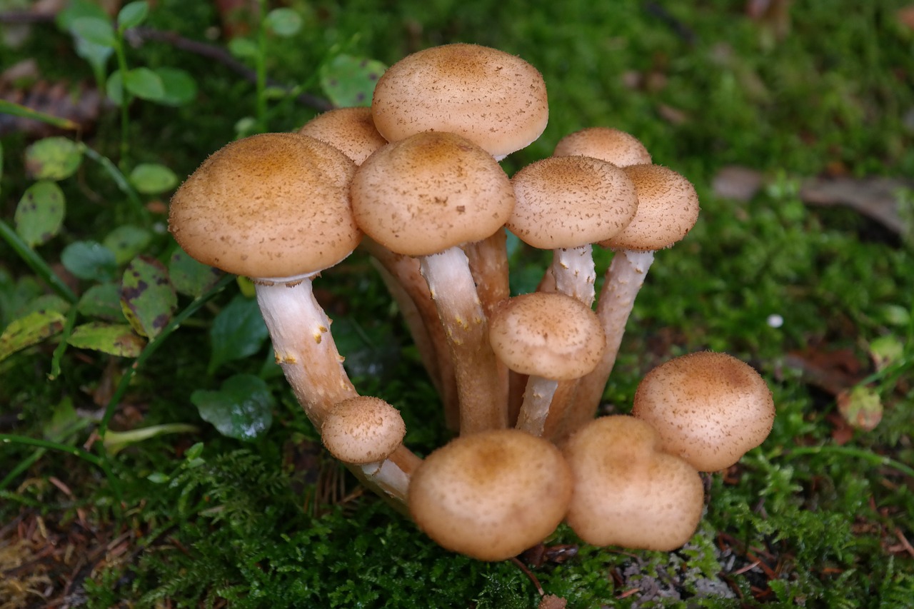 mushrooms armillaria ostoyae armillaria solidipes free photo