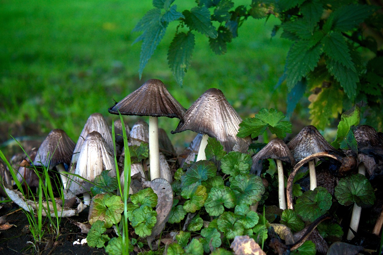 mushrooms weed stinging nettle free photo