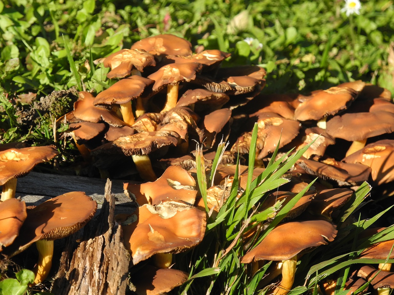 mushrooms autumn plant free photo