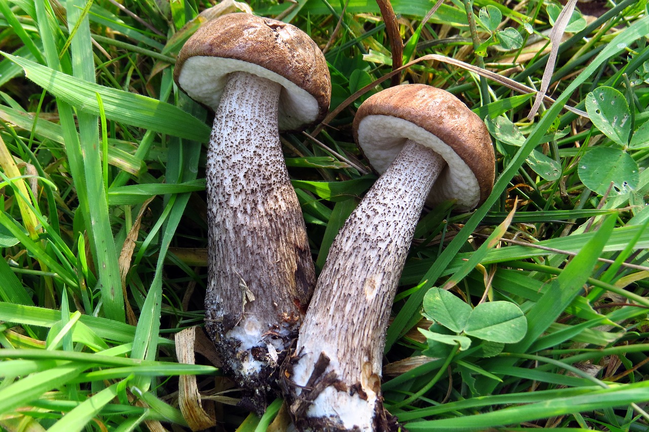 mushrooms birch mushroom mushroom picking free photo