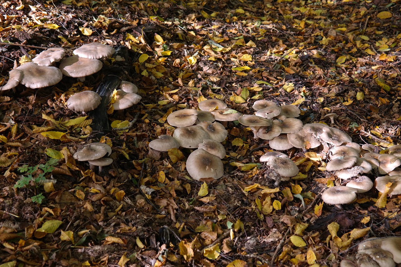 mushrooms forest forest mushrooms free photo