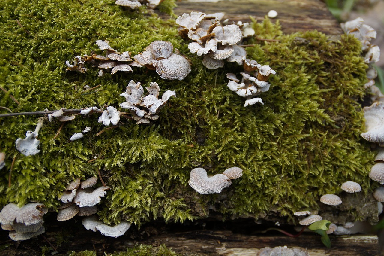 mushrooms tree fungi moss free photo