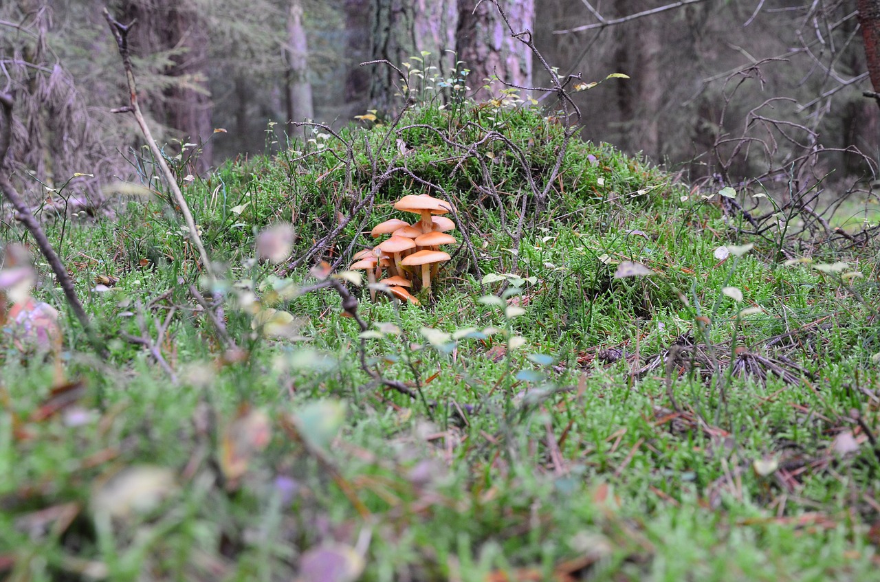 mushrooms forest mushroom picking free photo