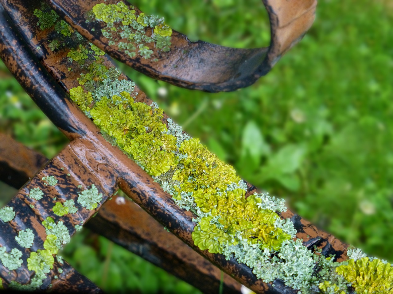 mushrooms weave stainless free photo