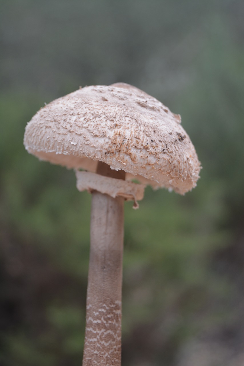 mushrooms nature forest free photo