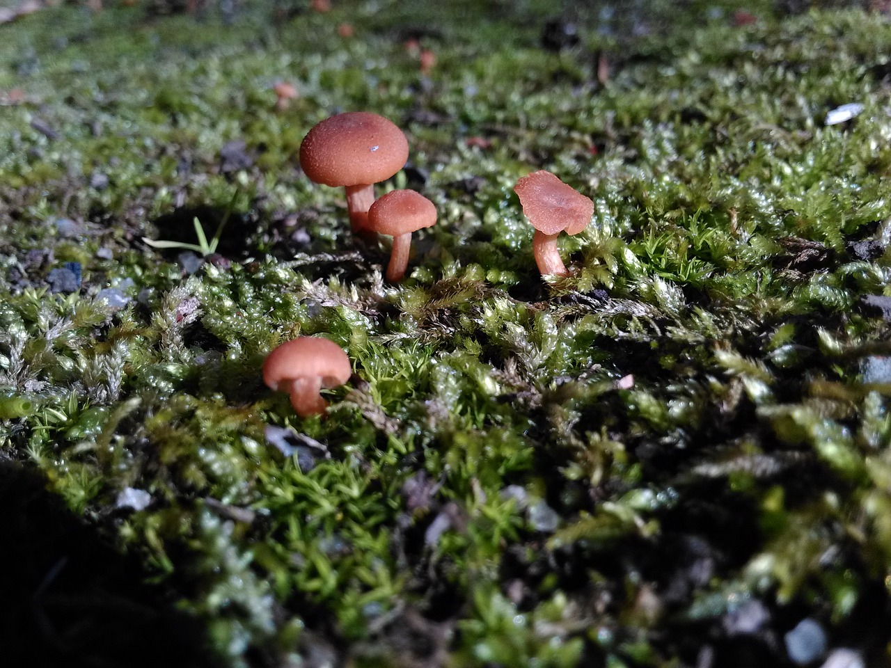 mushrooms macro nature free photo