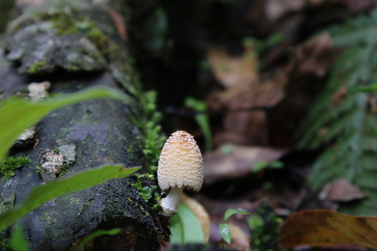 mushrooms mushroom natural free photo