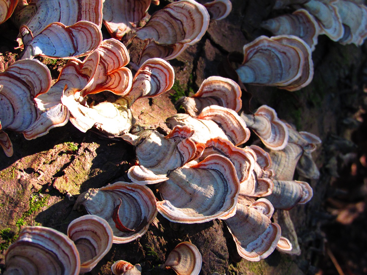 mushrooms nature natural free photo