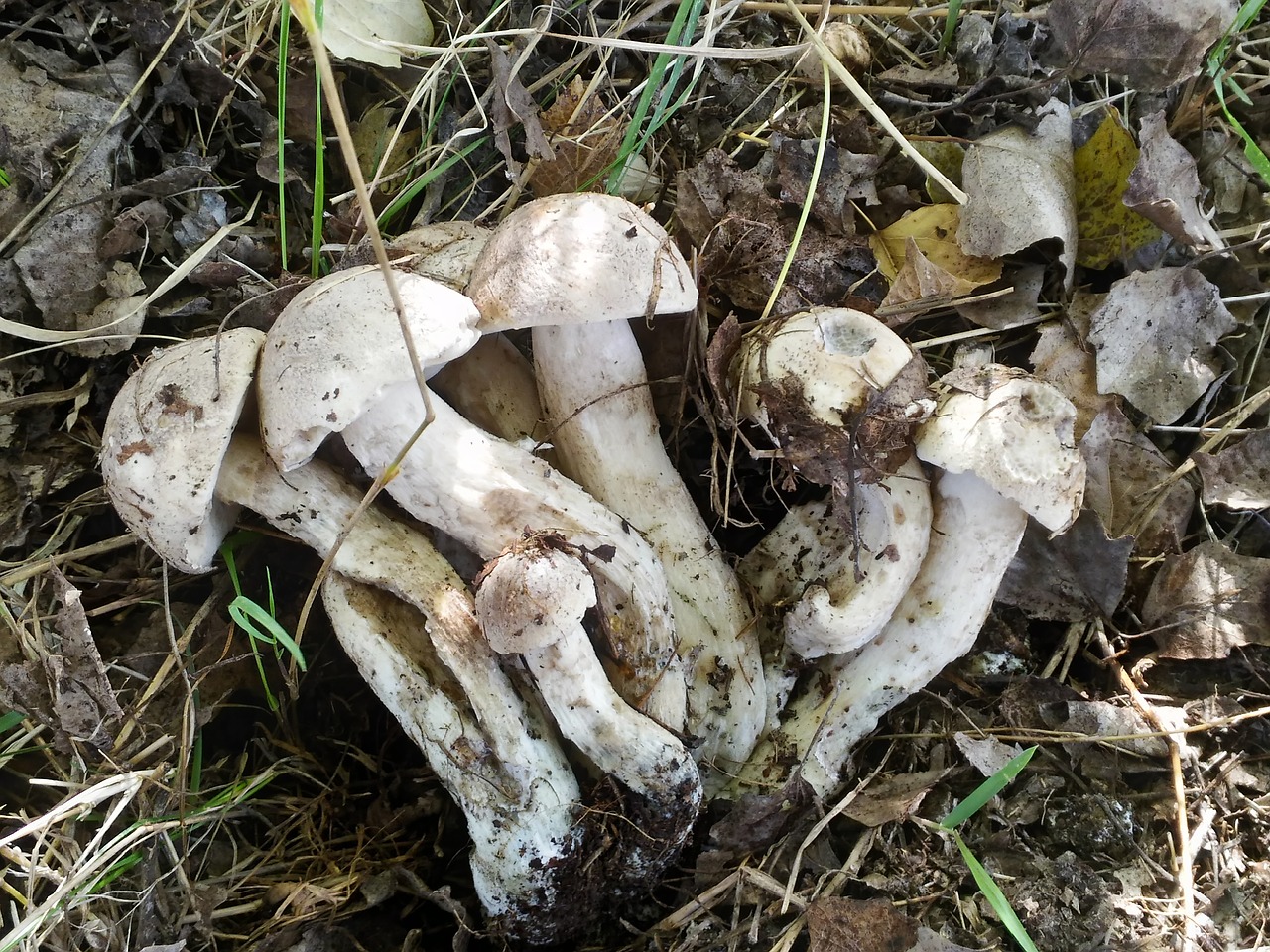 mushrooms nature autumn free photo