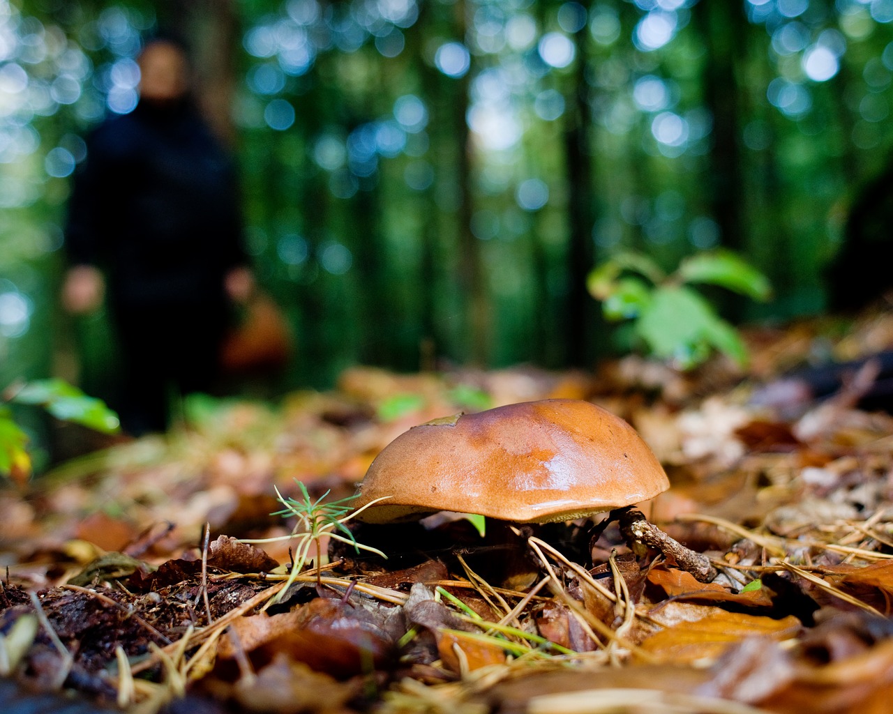 mushrooms forest autumn free photo