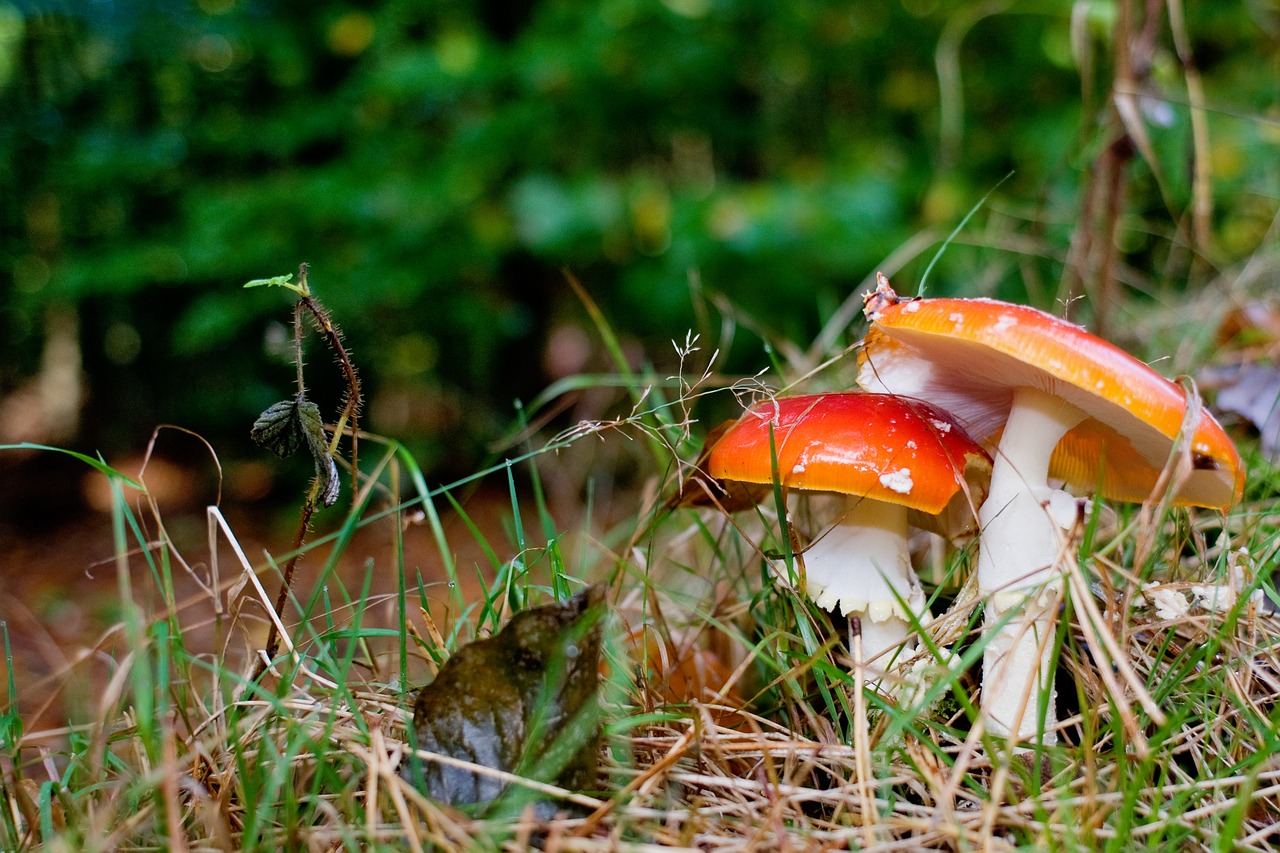 mushrooms forest autumn free photo