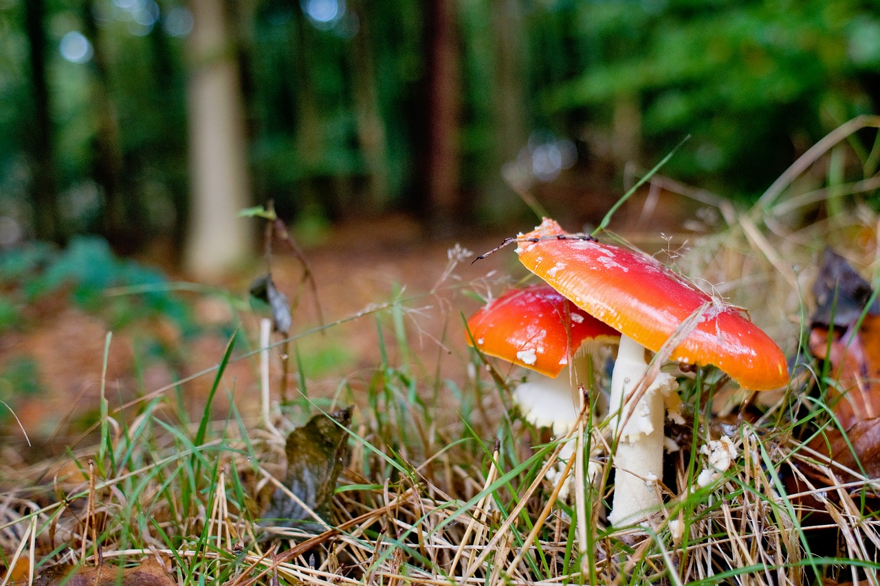 mushrooms forest autumn free photo