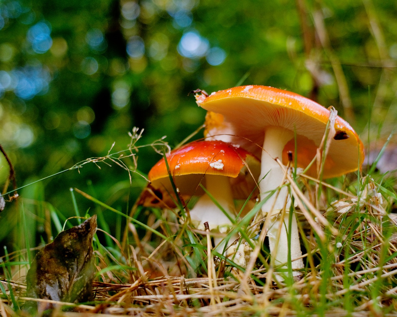 mushrooms forest autumn free photo