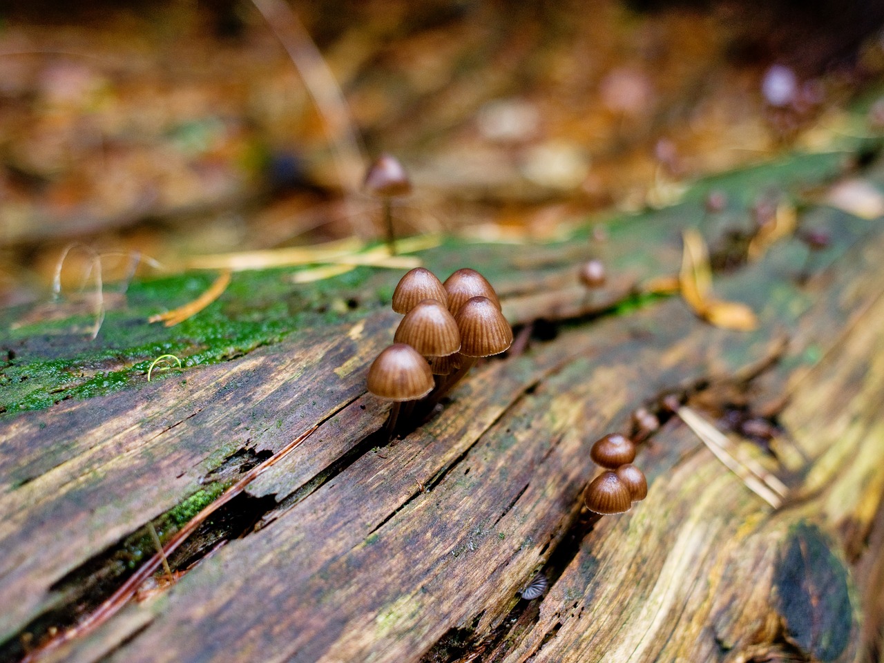 mushrooms forest log free photo