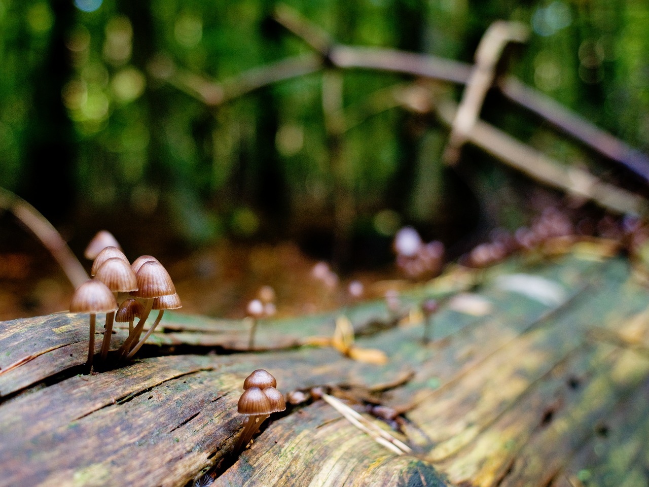 mushrooms forest log free photo