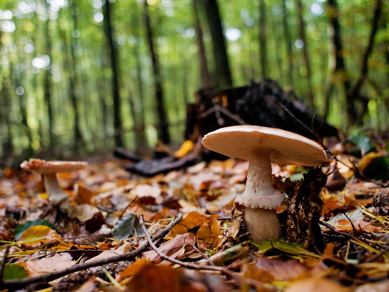 mushrooms forest log free photo