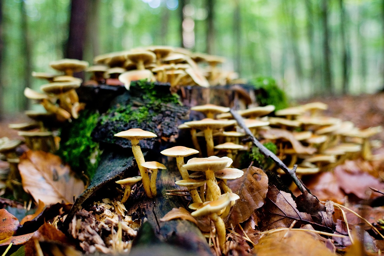 mushrooms forest log free photo