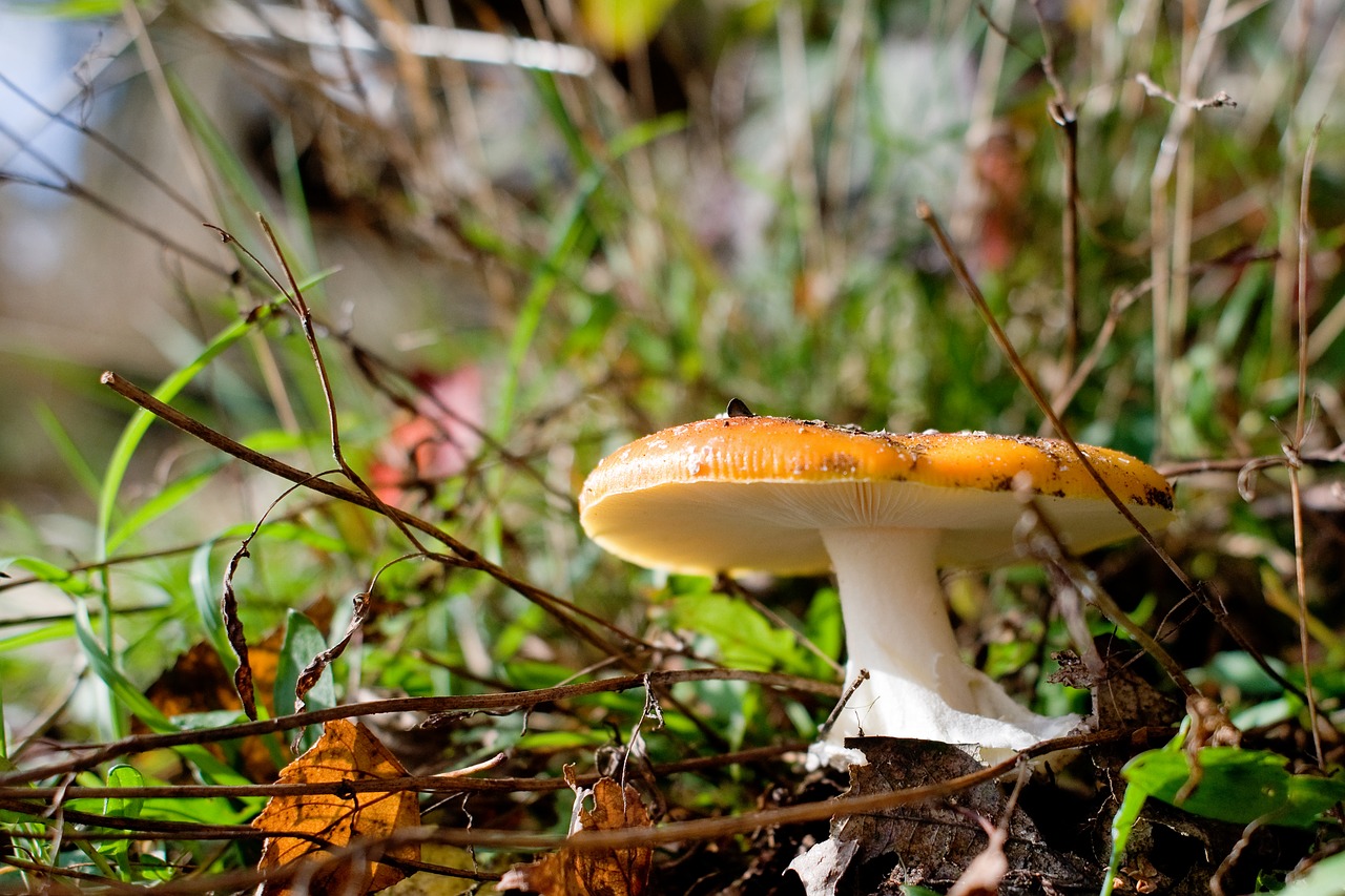 mushrooms forest log free photo