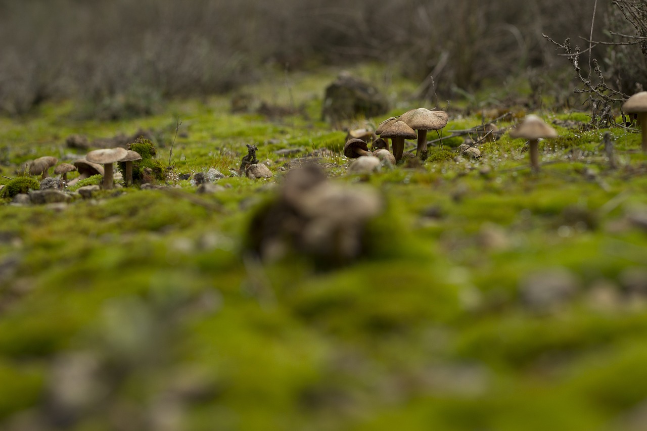 mushrooms moss mushroom free photo