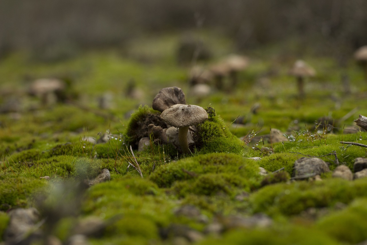 mushrooms moss mushroom free photo