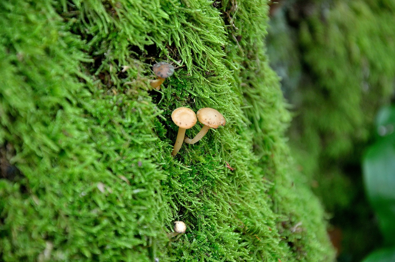 mushrooms tree forest free photo