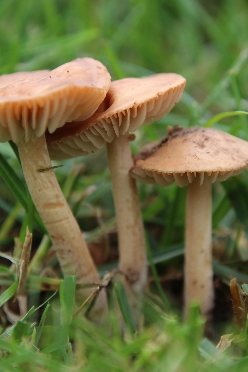 mushrooms rush lamellar free photo