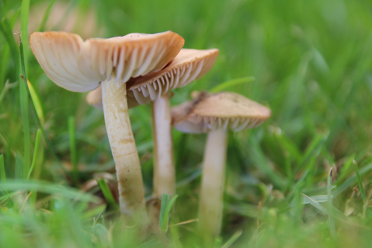mushrooms rush lamellar free photo