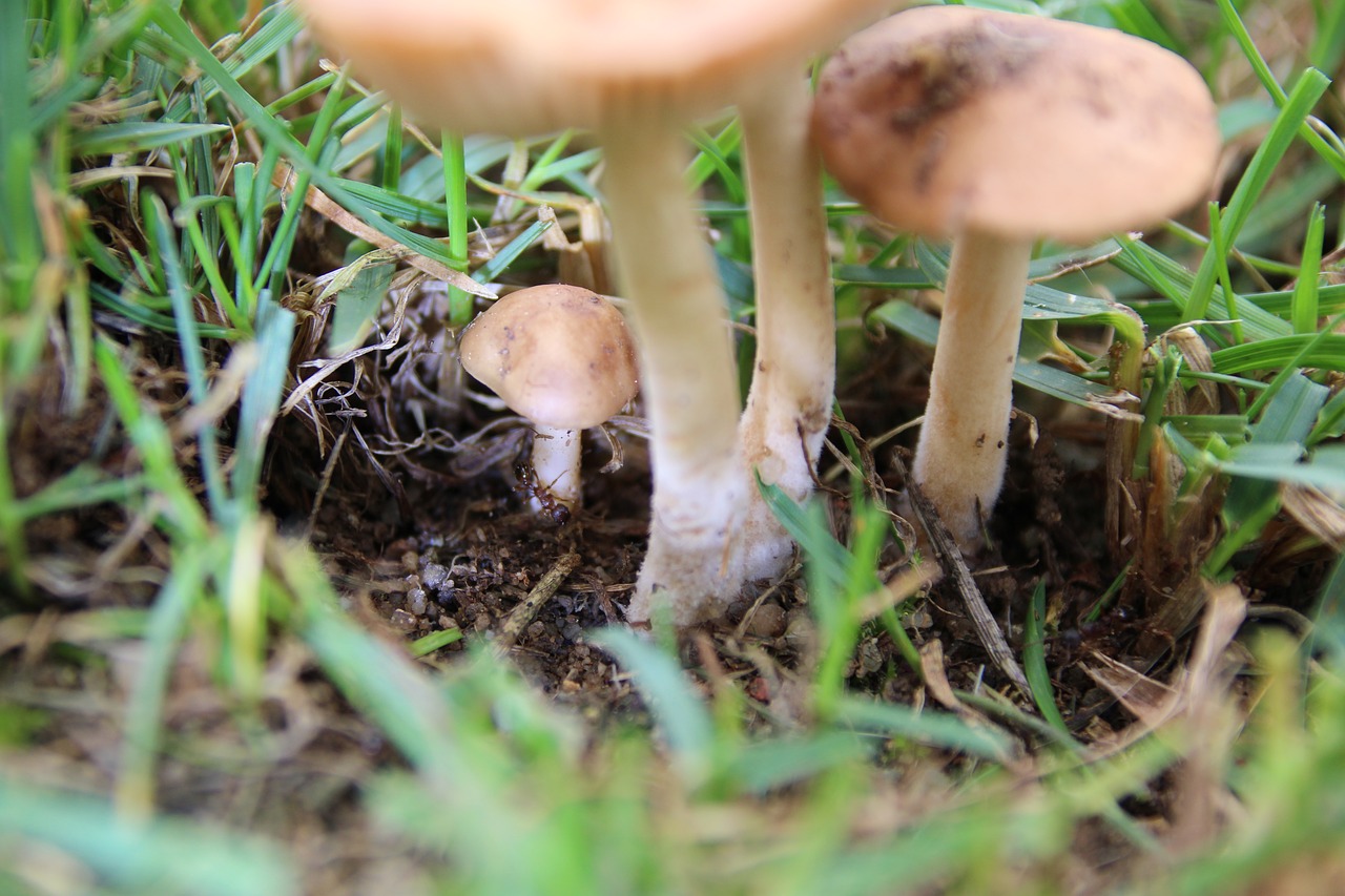 mushrooms ant rush free photo