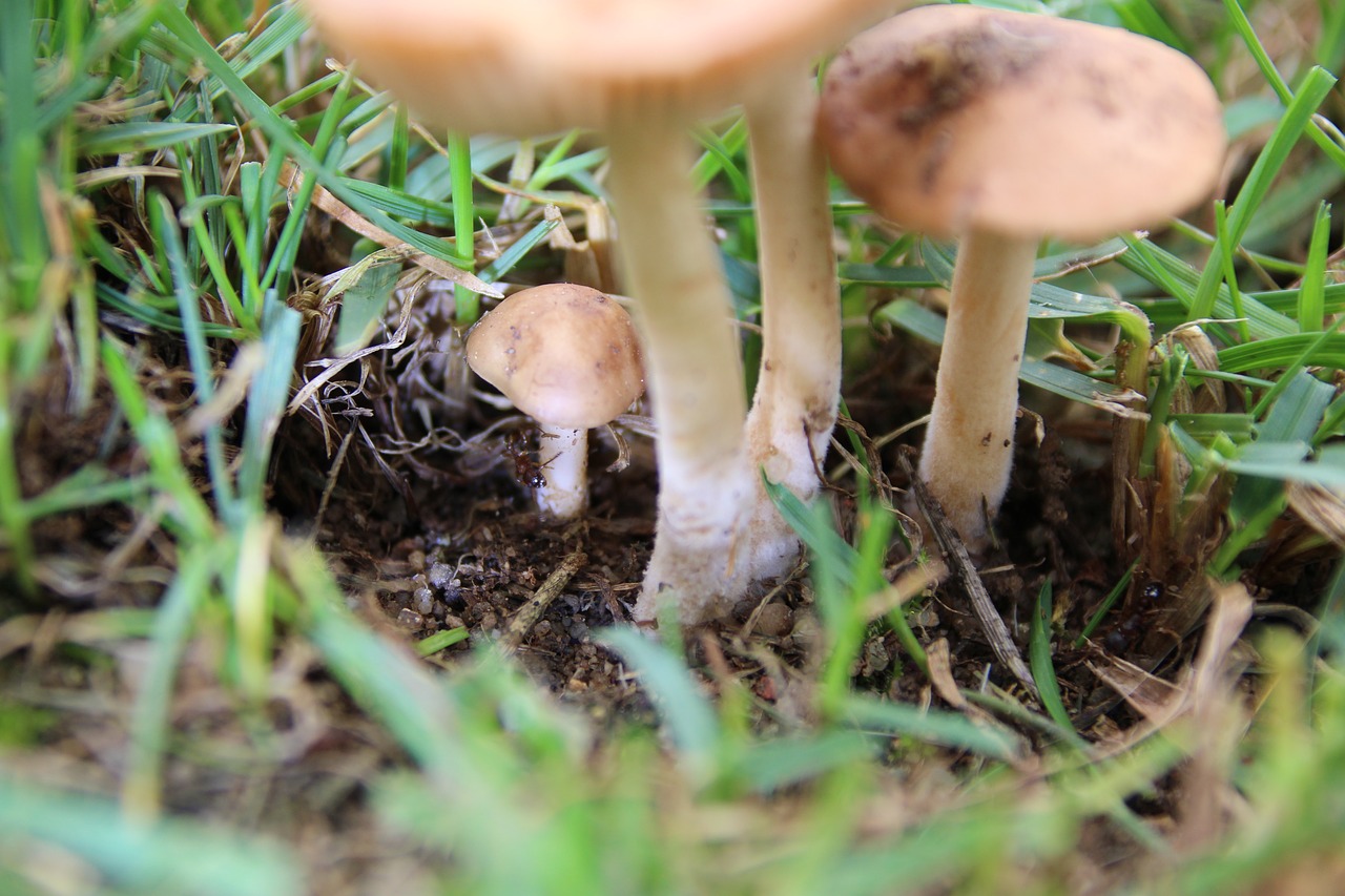 mushrooms ant rush free photo