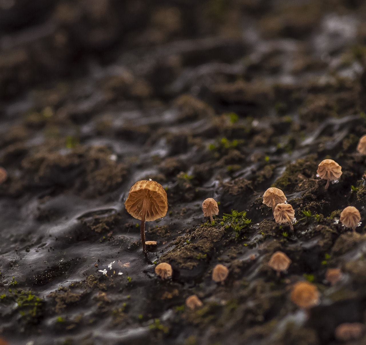 mushrooms spring macro free photo