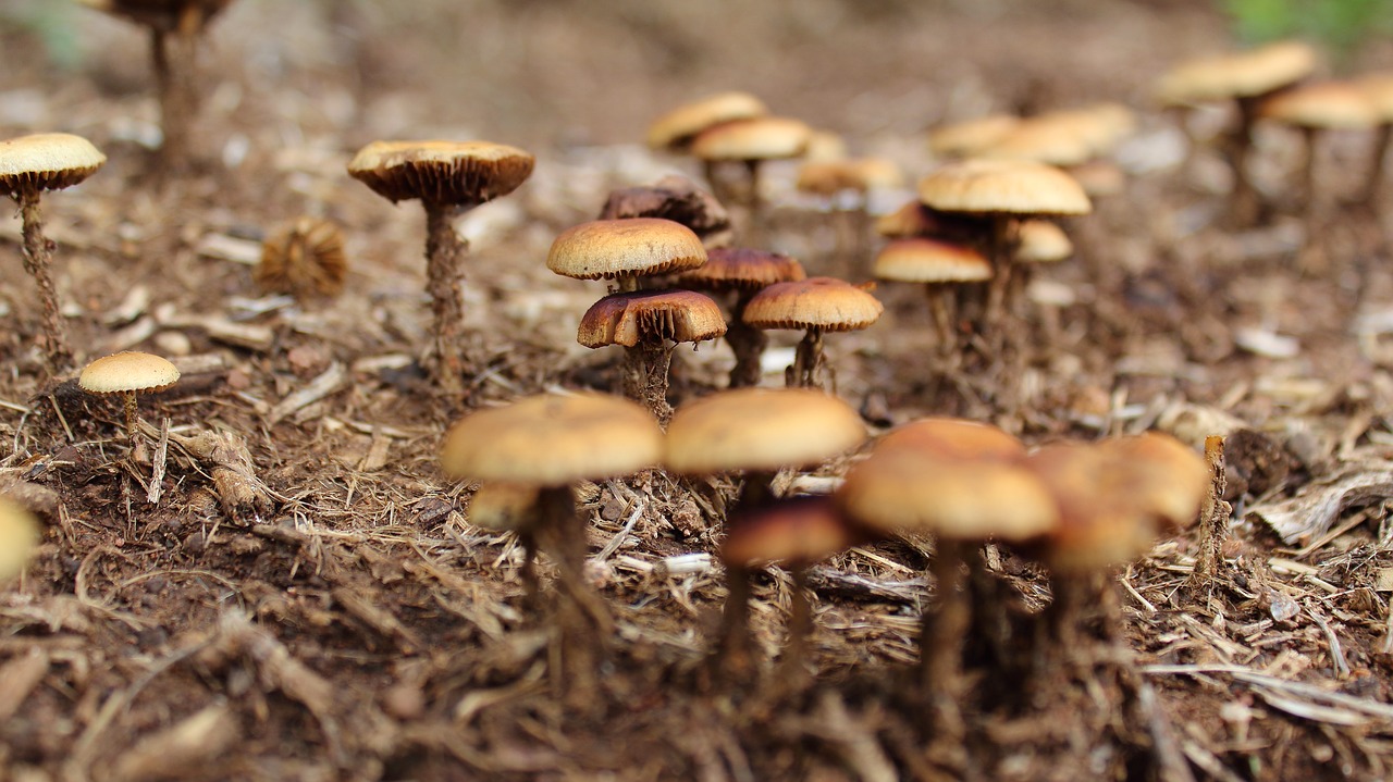 mushrooms close-up wild mushrooms free photo