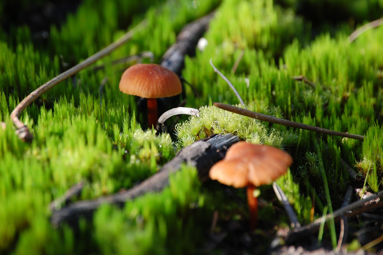 mushrooms forest ground free photo