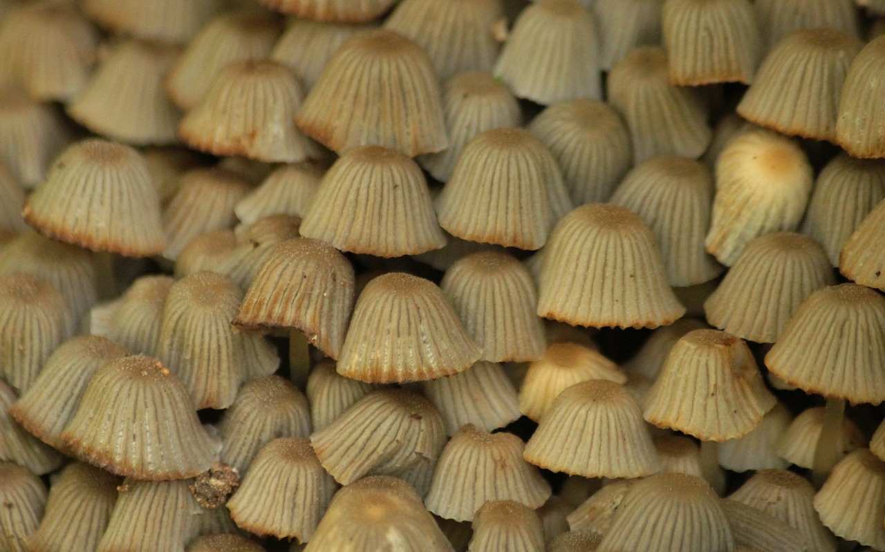 mushrooms mushroom grey free photo