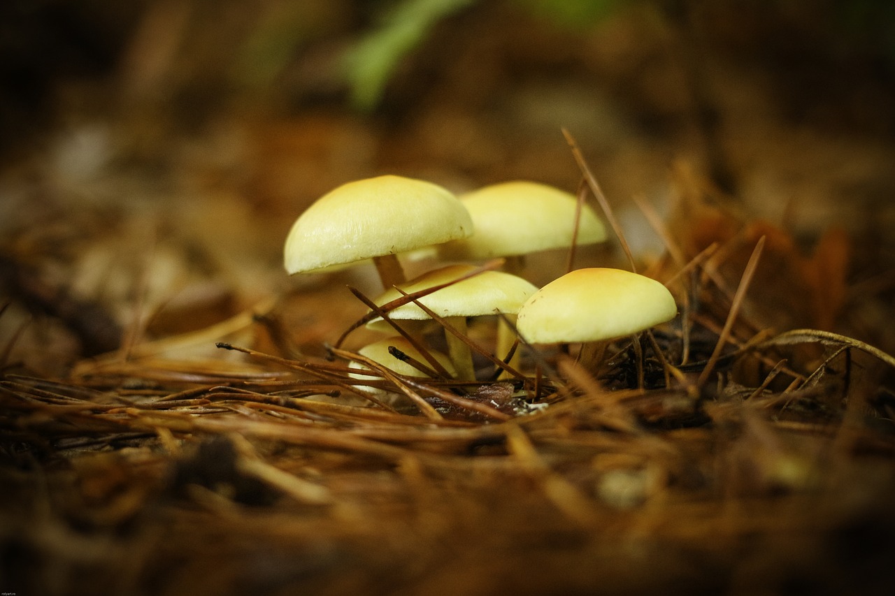 mushrooms forest mushrooms orange free photo