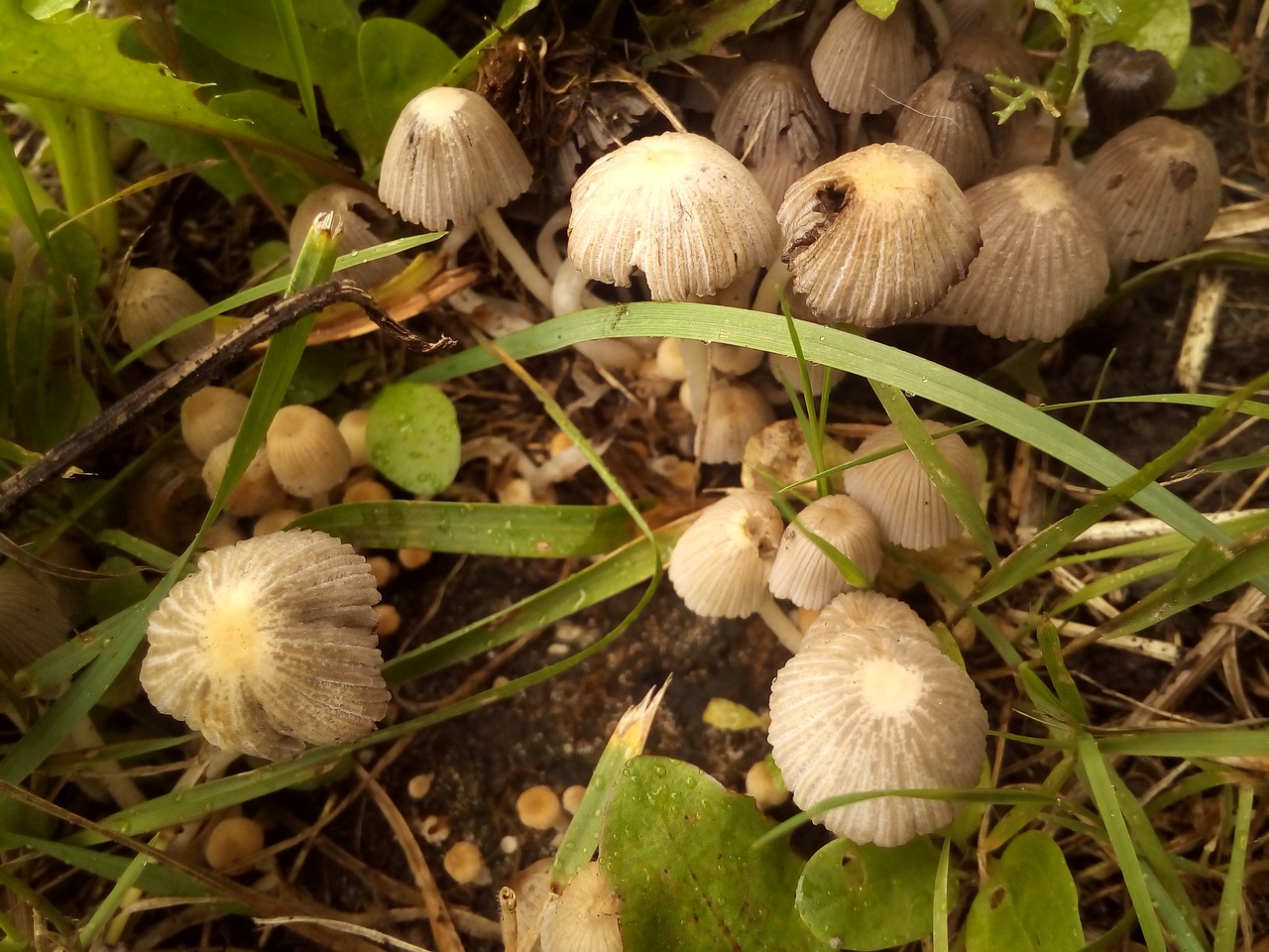 mushrooms toadstool kids free photo