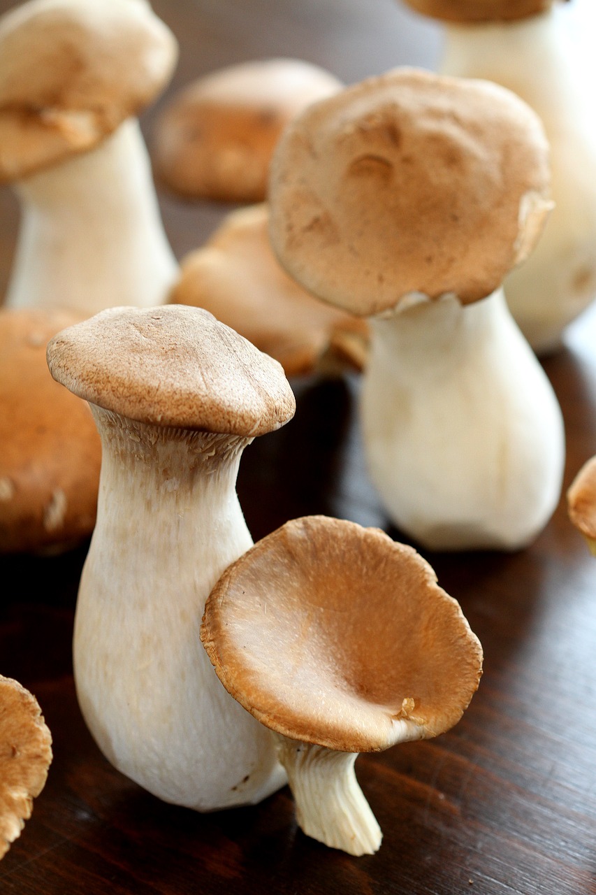mushrooms boletus homegrown free photo