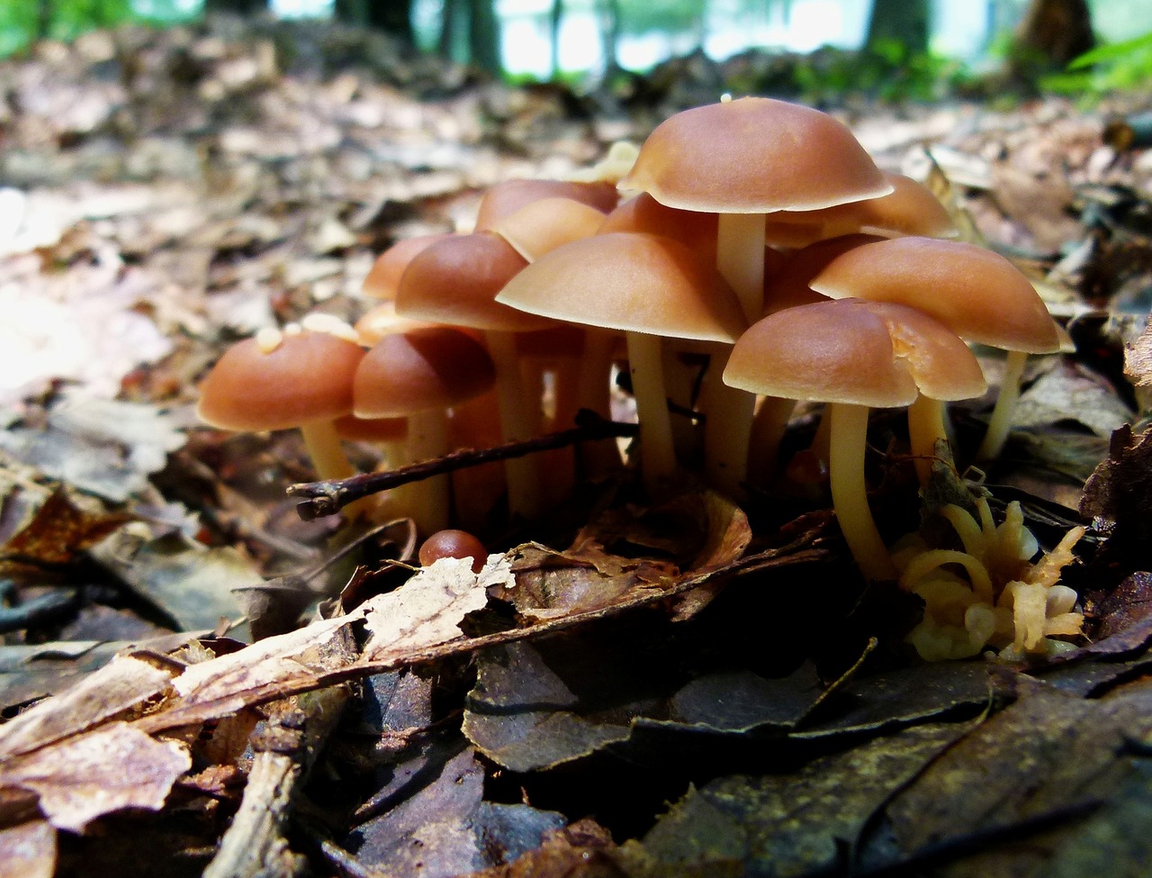 mushrooms mushroom fungus free photo